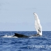 whale_humpback_h_00487_dom2535.jpg